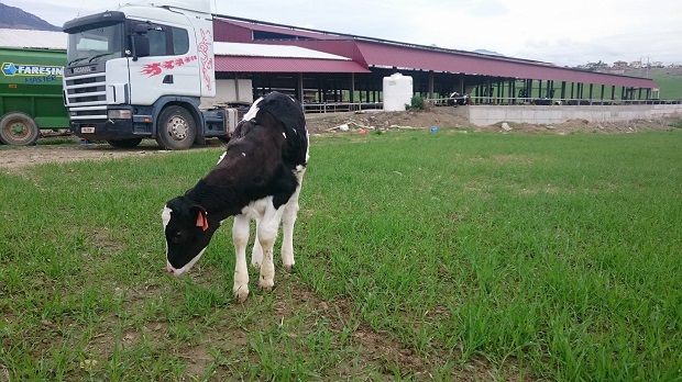 Thanks to the NEU Animal Hospital, Lucky (Şanslı)-the six legged calf- is making everyone rather happy
