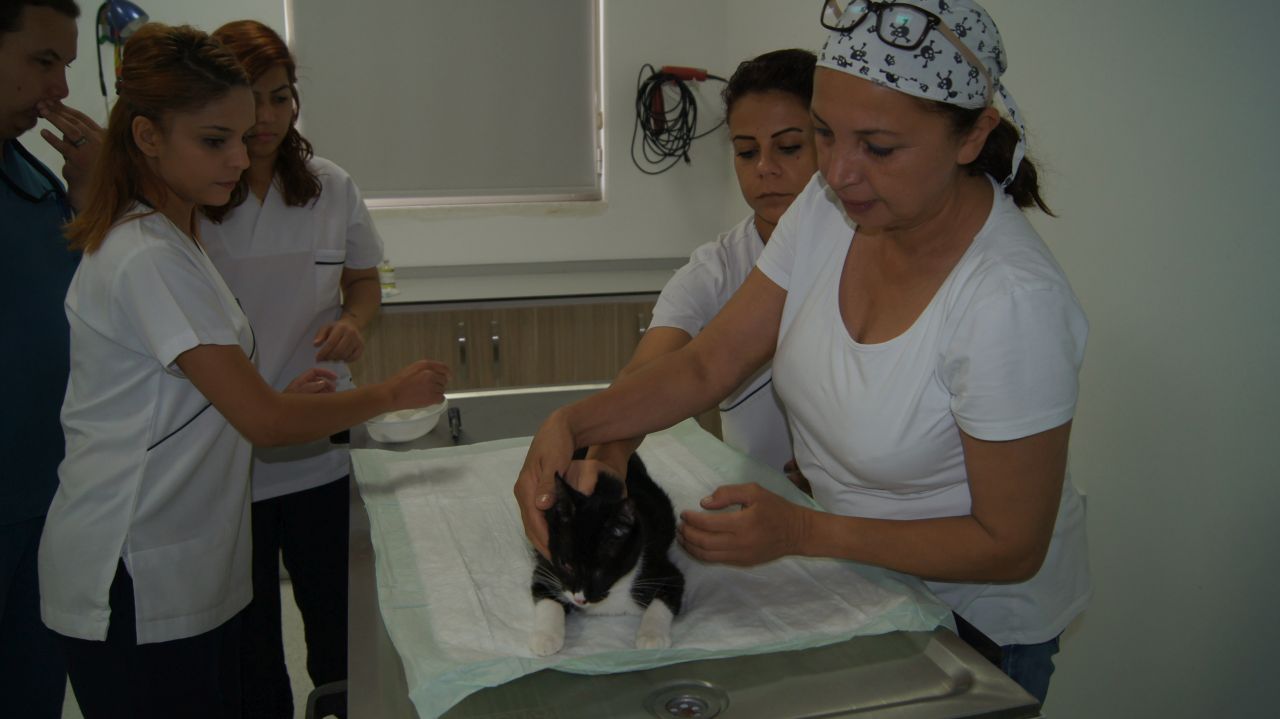 Norwegian family came to TRNC for their cat’s eye surgery