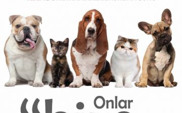 yakin dogu universitesi