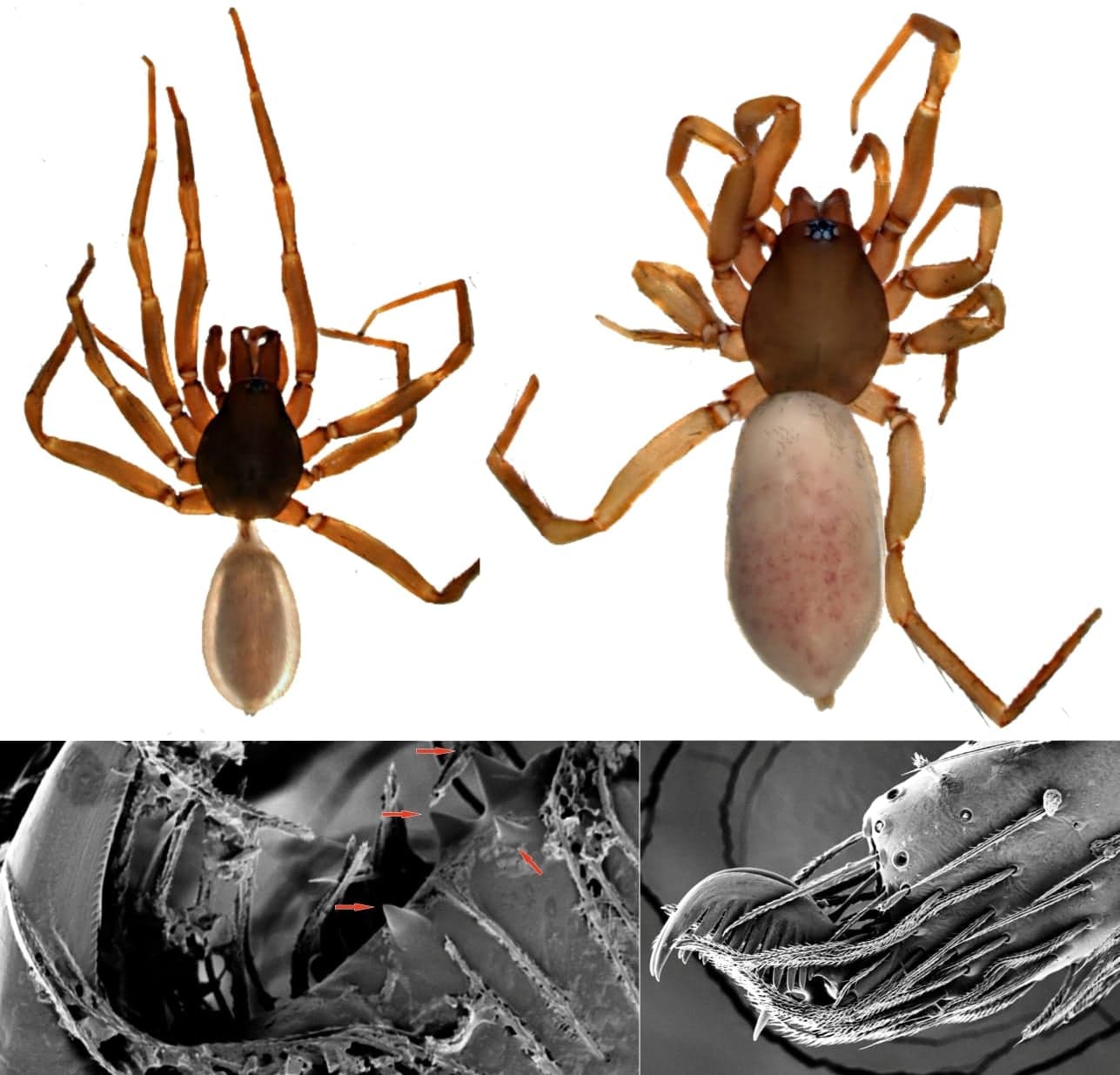 Yakın Doğu Üniversitesi Araştırmacıları Kıbrıs’a Özgü Yeni Bir Örümcek Türü Keşfetti… Yeni Türe “Günsel” Adı Verildi…