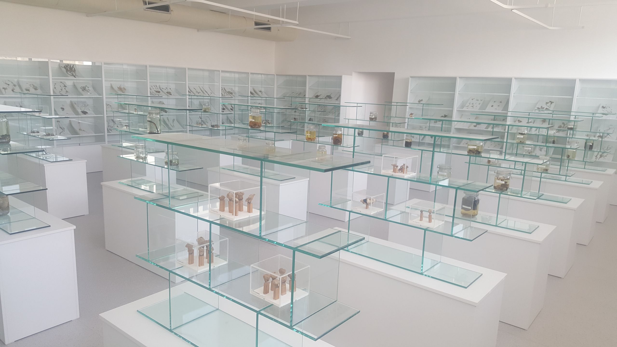 Herbaryum ve Doğa Tarihi Müzesi 10 Binden Fazla Bitki Türü, Canlı Örnekleri ile Fosil ve Jeolojik Materyallerle Yakın Doğu Üniversitesi’nde Kuruldu…