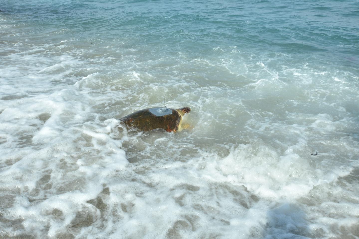 Very seriously injured Caretta Caretta named “Astrid” released to the sea after 4 Years Joint Treatment of Near East University Animal Hospital and Tashkent Nature Park