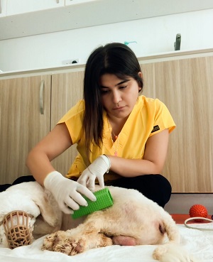 KKTC’de Klinik Olarak Sadece Yakın Doğu Üniversitesi Hayvan Hastanesi’nde Uygulanan Veteriner Fizyoterapi Tedavisi, Hareket ve Fonksiyonu Geliştirerek Hayvanların Yaşam Süresini ve Kalitesini Artırıyor…