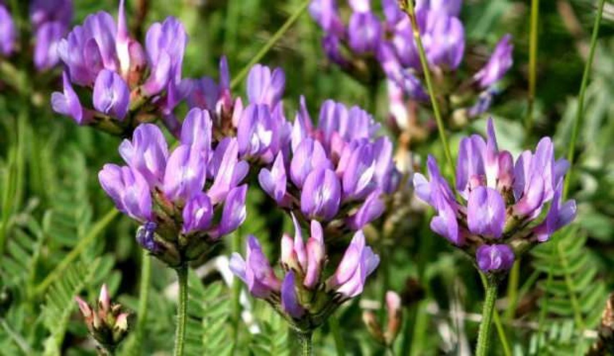 Molecules made from Astragalus can change anti-aging product market